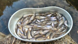 春タナゴ とりあえず『タナゴ釣りを始めよう 65cm』工房スペシャルセット 数量